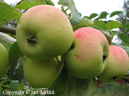 Malus domestica 'Junost', tarhaomenapuu